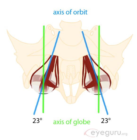 Extraocular movements explained - EyeGuru